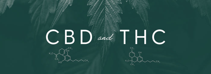 CBD and THC: A Comparison