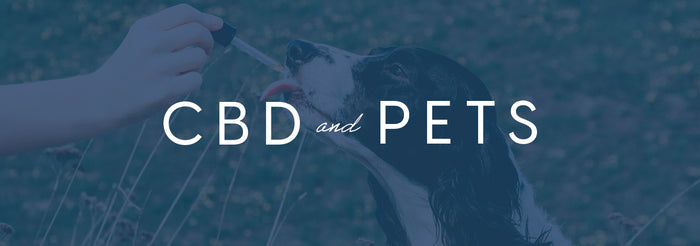 CBD and Pets