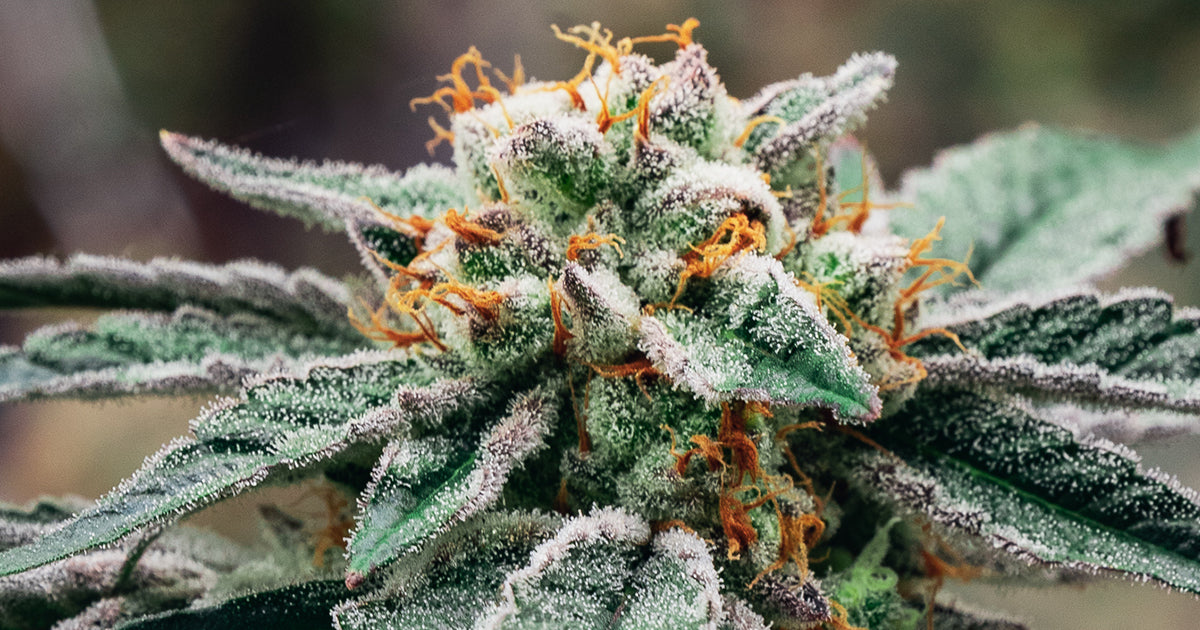 The Otherside THCA Flower Lineup