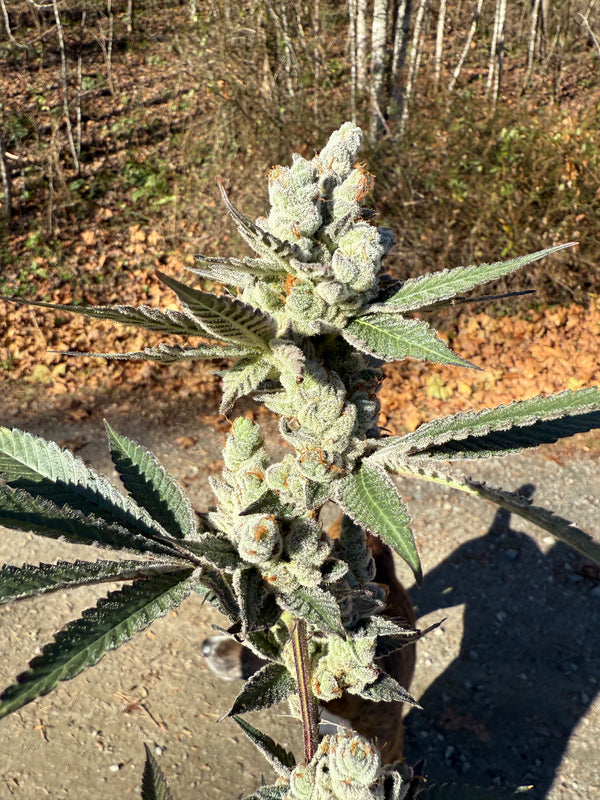 Greenhouse THCA Hemp Flower(Seasonal)