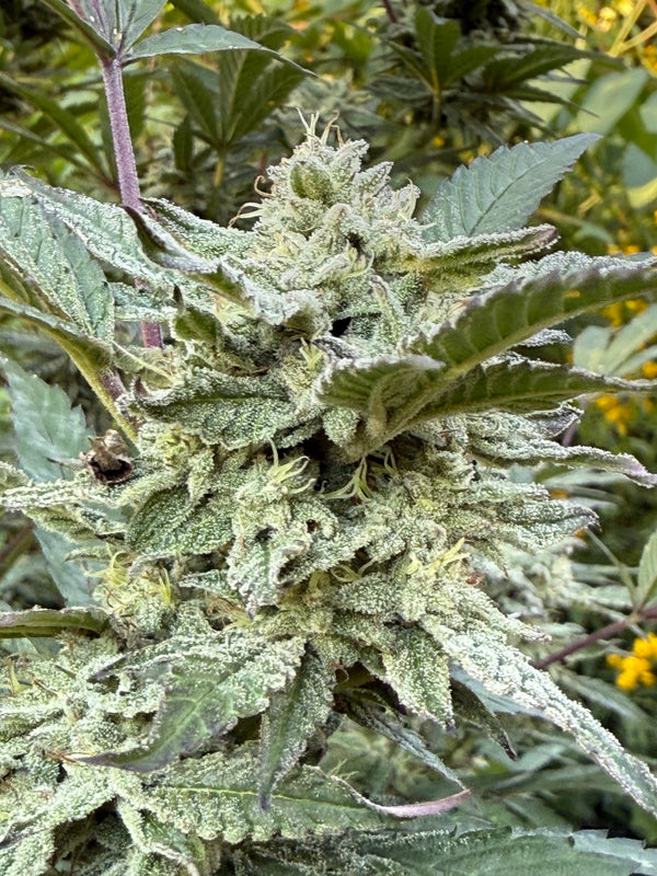 Dante’s Inferno Greenhouse 29% THCA Otherside Hemp