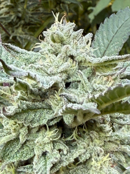 Greenhouse Sugar Cane THCA Otherside Hemp