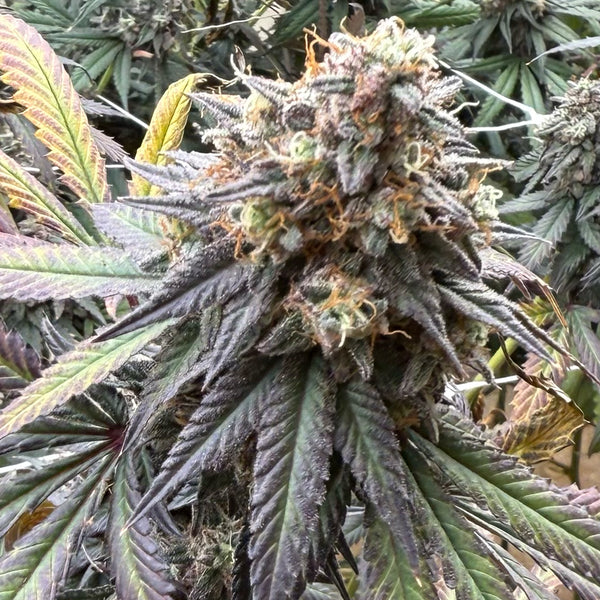 Strawberry Guava THCA Flower