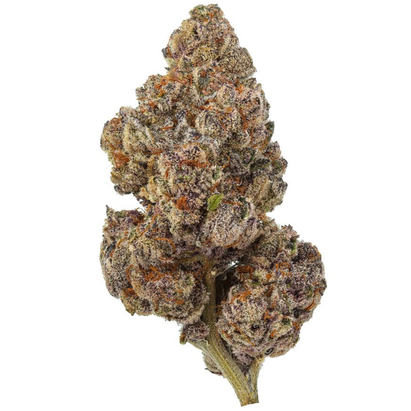 Garlicane (GMOx Slurricane) Otherside Hemp